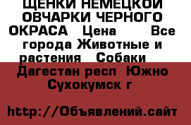 ЩЕНКИ НЕМЕЦКОЙ ОВЧАРКИ ЧЕРНОГО ОКРАСА › Цена ­ 1 - Все города Животные и растения » Собаки   . Дагестан респ.,Южно-Сухокумск г.